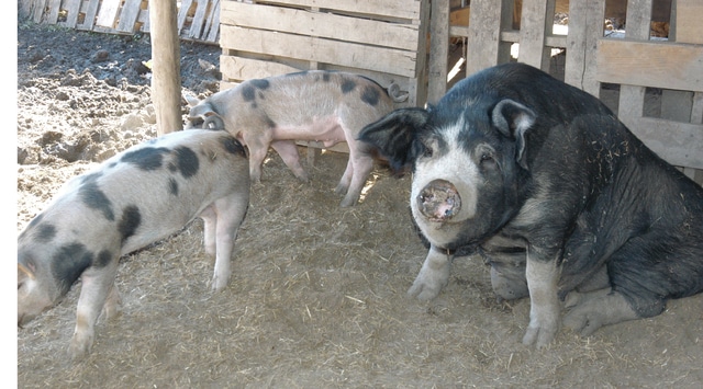 web1_homestead-pigs.jpg