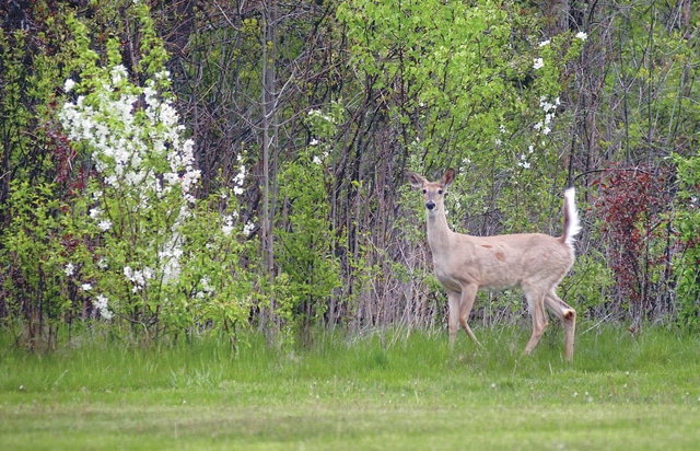 web1_MetroParks06cardinalcmyk.jpg